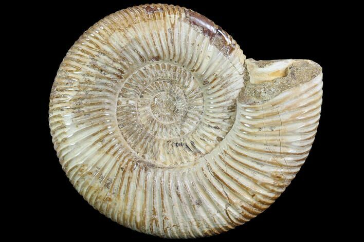 Perisphinctes Ammonite - Jurassic #90449